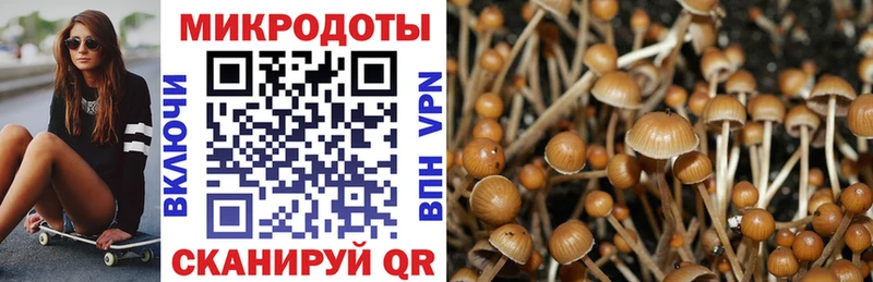 Псилоцибиновые грибы Psilocybine cubensis  Санкт-Петербург 